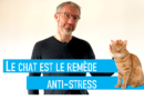 🐱 Le chat est le remède anti-stress